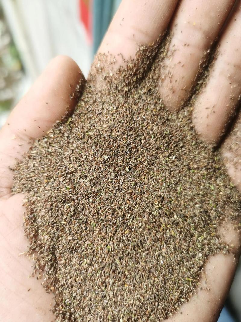 多头菊繁殖方法，种子什么时候种？多头菊什么时候扦插？-第3张图片-优品飞百科