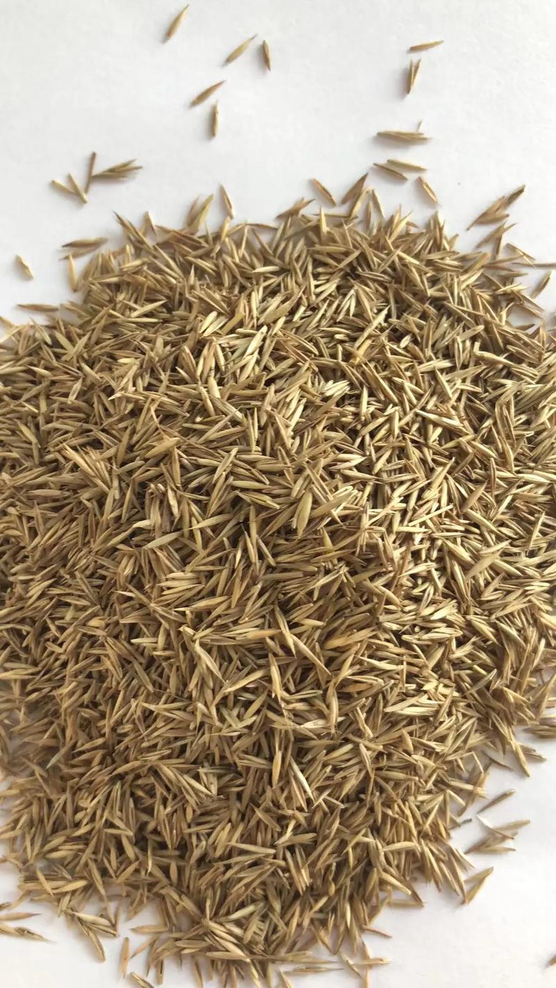 多头菊繁殖方法，种子什么时候种？多头菊什么时候扦插？-第4张图片-优品飞百科