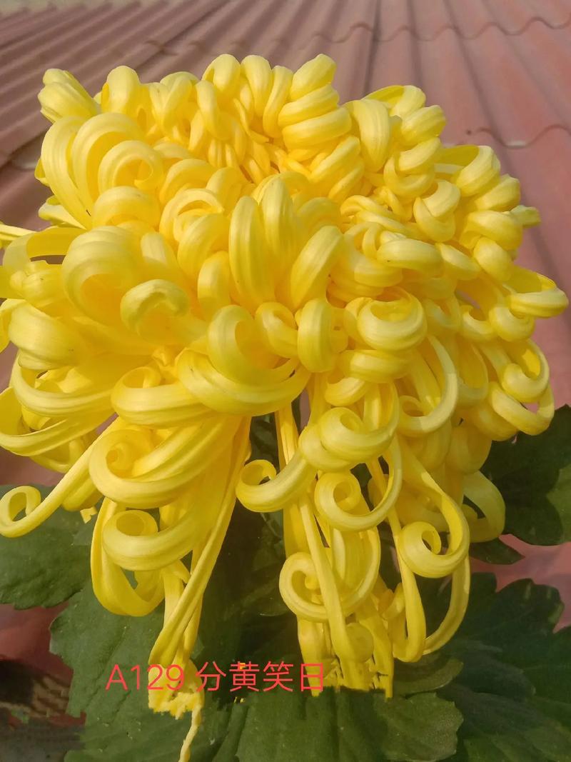 多头菊繁殖方法，种子什么时候种？多头菊什么时候扦插？-第6张图片-优品飞百科