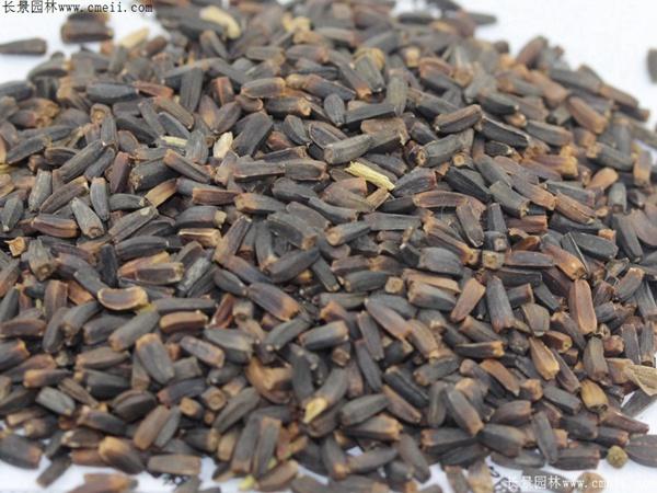 多头菊繁殖方法，种子什么时候种？多头菊什么时候扦插？-第8张图片-优品飞百科