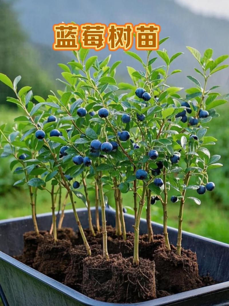 蓝莓什么时候成熟，什么时候上市，蓝莓什么时候成熟什么时候结束？