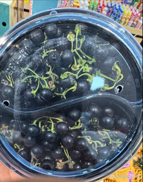 蓝莓什么时候成熟,什么时候上市,蓝莓什么时候成熟什么时候结束?-第2张图片-优品飞百科 蓝莓什么时候成熟,什么时候上市,蓝莓什么时候成熟什么时候结束?-第2张图片-优品飞百科