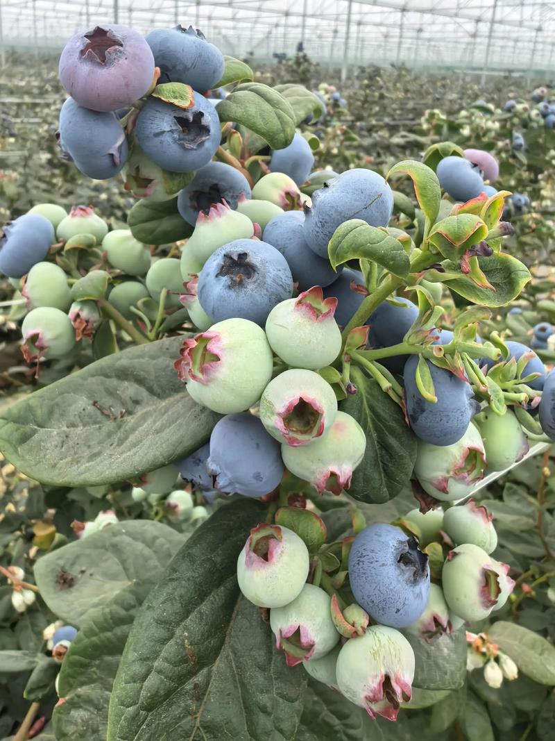 蓝莓什么时候成熟,什么时候上市,蓝莓什么时候成熟什么时候结束?-第3张图片-优品飞百科 蓝莓什么时候成熟,什么时候上市,蓝莓什么时候成熟什么时候结束?-第3张图片-优品飞百科