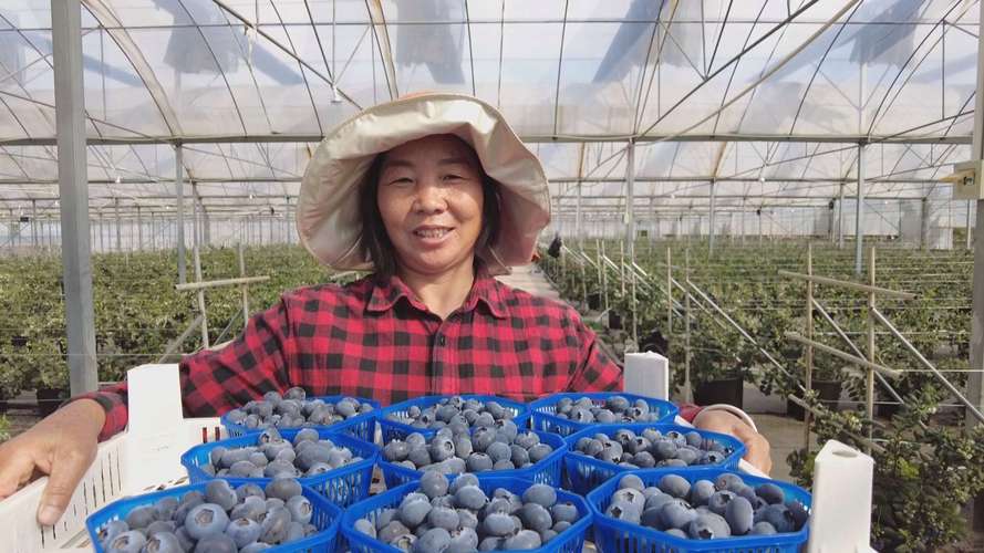 蓝莓什么时候成熟,什么时候上市,蓝莓什么时候成熟什么时候结束?-第4张图片-优品飞百科 蓝莓什么时候成熟,什么时候上市,蓝莓什么时候成熟什么时候结束?-第4张图片-优品飞百科