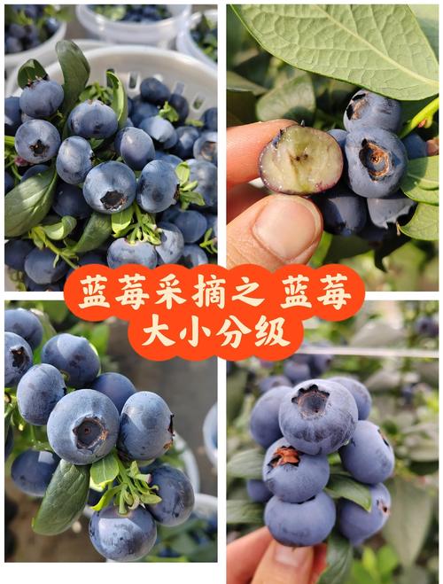 蓝莓什么时候成熟,什么时候上市,蓝莓什么时候成熟什么时候结束?-第6张图片-优品飞百科 蓝莓什么时候成熟,什么时候上市,蓝莓什么时候成熟什么时候结束?-第6张图片-优品飞百科