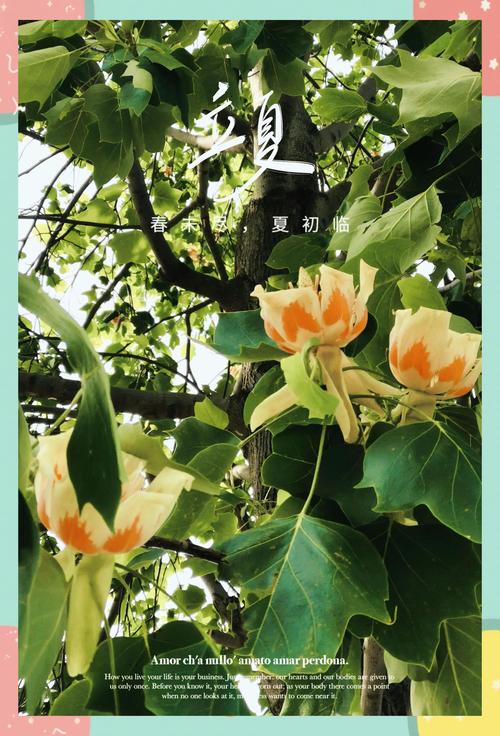 夏天的代表性的植物,常见的10种代表夏天的植物?-第2张图片-优品飞百科 夏天的代表性的植物,常见的10种代表夏天的植物?-第2张图片-优品飞百科