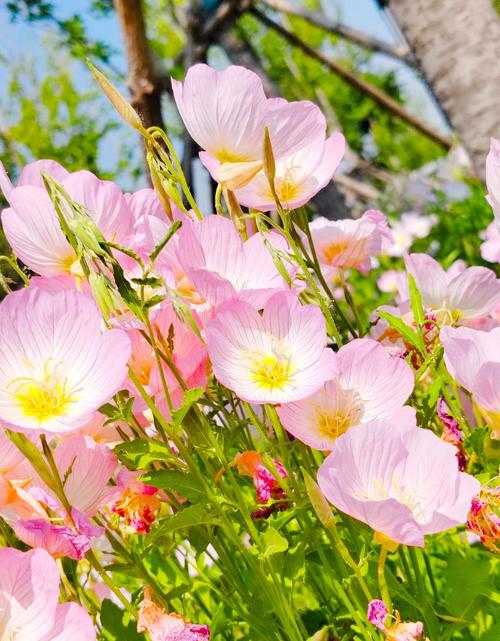 夏天的代表性的植物,常见的10种代表夏天的植物?-第3张图片-优品飞百科 夏天的代表性的植物,常见的10种代表夏天的植物?-第3张图片-优品飞百科