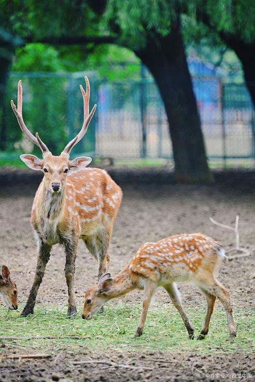 夏天的代表性的植物,常见的10种代表夏天的植物?-第4张图片-优品飞百科 夏天的代表性的植物,常见的10种代表夏天的植物?-第4张图片-优品飞百科