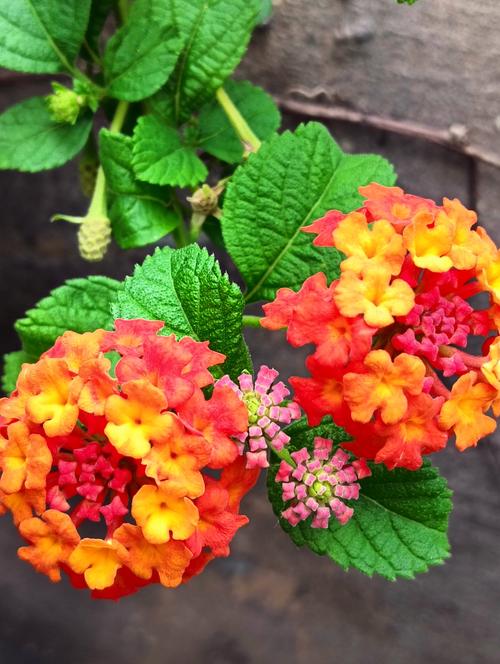 夏天的代表性的植物,常见的10种代表夏天的植物?-第5张图片-优品飞百科 夏天的代表性的植物,常见的10种代表夏天的植物?-第5张图片-优品飞百科