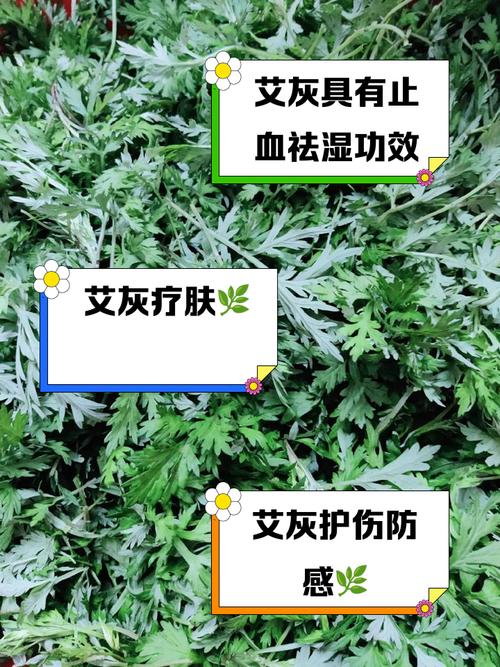 艾草灰的功效与作用,艾草灰能祛痘吗?艾草灰图片?-第2张图片-优品飞百科 艾草灰的功效与作用,艾草灰能祛痘吗?艾草灰图片?-第2张图片-优品飞百科