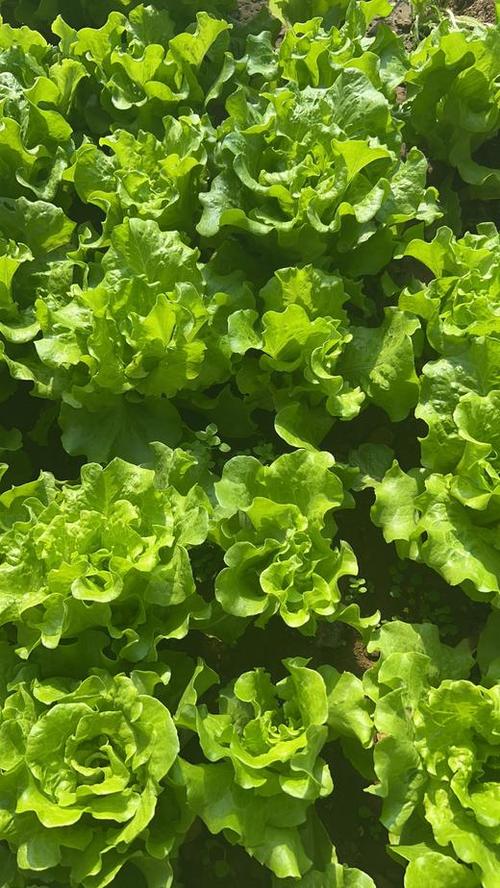 吃生菜可以减肥吗，孕妇能吃生菜吗，孕妇吃生菜对胎儿有影响吗？-第5张图片-优品飞百科