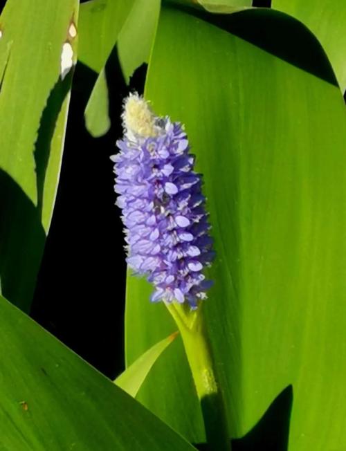 梭鱼草有毒吗，可以在家养吗？梭鱼草介绍？-第1张图片-优品飞百科