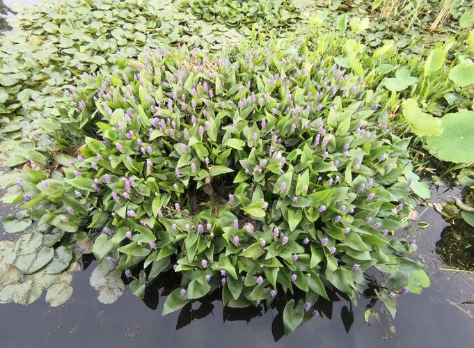 梭鱼草有毒吗，可以在家养吗？梭鱼草介绍？-第2张图片-优品飞百科