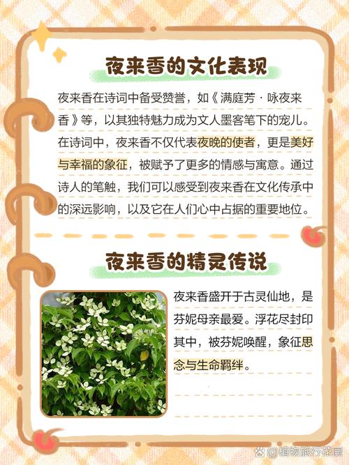 夜来香的花语及传说，夜来香的花语及传说寓意？