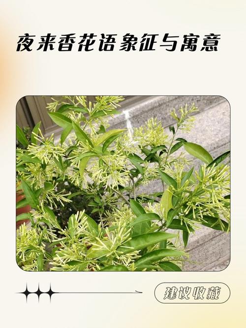 夜来香的花语及传说,夜来香的花语及传说寓意?-第2张图片-优品飞百科 夜来香的花语及传说,夜来香的花语及传说寓意?-第2张图片-优品飞百科