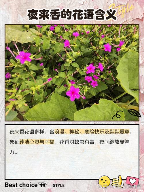 夜来香的花语及传说,夜来香的花语及传说寓意?-第3张图片-优品飞百科 夜来香的花语及传说,夜来香的花语及传说寓意?-第3张图片-优品飞百科
