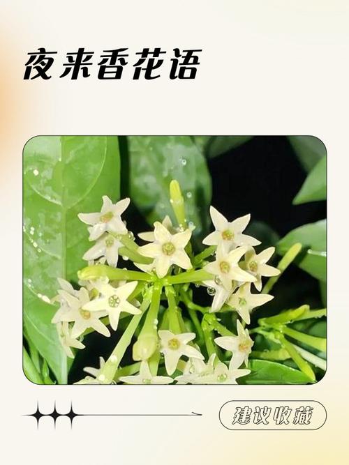 夜来香的花语及传说,夜来香的花语及传说寓意?-第4张图片-优品飞百科 夜来香的花语及传说,夜来香的花语及传说寓意?-第4张图片-优品飞百科
