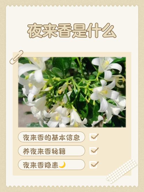 夜来香的花语及传说,夜来香的花语及传说寓意?-第6张图片-优品飞百科 夜来香的花语及传说,夜来香的花语及传说寓意?-第6张图片-优品飞百科