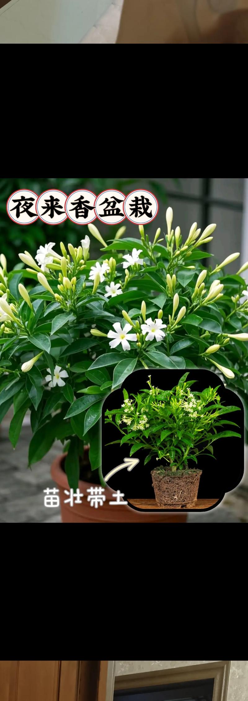 夜来香的花语及传说,夜来香的花语及传说寓意?-第7张图片-优品飞百科 夜来香的花语及传说,夜来香的花语及传说寓意?-第7张图片-优品飞百科