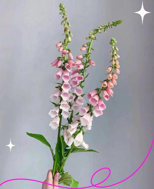 毛地黄的花语和寓意,有什么传说故事?毛地黄花卉?-第1张图片-优品飞百科 毛地黄的花语和寓意,有什么传说故事?毛地黄花卉?-第1张图片-优品飞百科