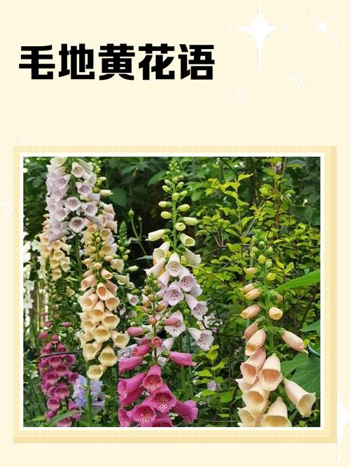 毛地黄的花语和寓意,有什么传说故事?毛地黄花卉?-第2张图片-优品飞百科 毛地黄的花语和寓意,有什么传说故事?毛地黄花卉?-第2张图片-优品飞百科