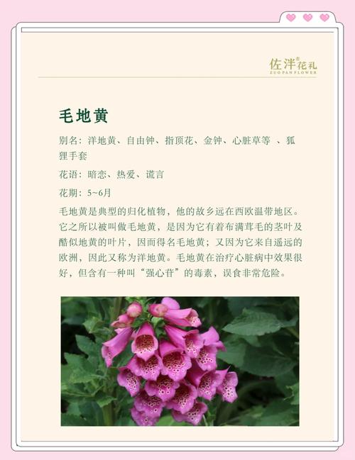 毛地黄的花语和寓意,有什么传说故事?毛地黄花卉?-第3张图片-优品飞百科 毛地黄的花语和寓意,有什么传说故事?毛地黄花卉?-第3张图片-优品飞百科