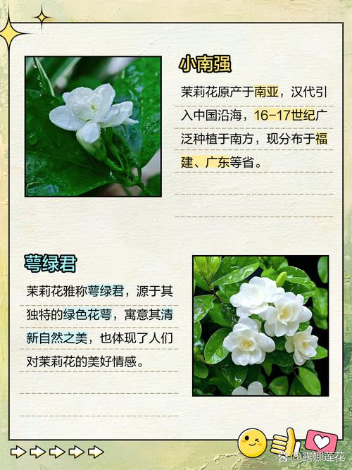 茉莉花的样子，茉莉花图片？茉莉花的样子,茉莉花图片怎么画？-第1张图片-优品飞百科
