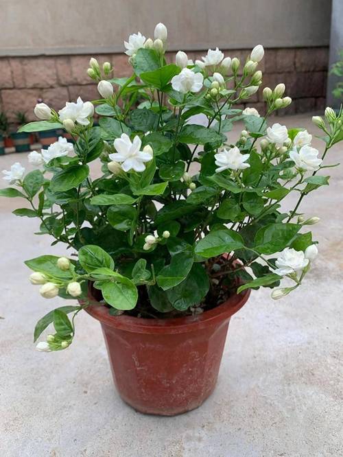 茉莉花的样子，茉莉花图片？茉莉花的样子,茉莉花图片怎么画？-第2张图片-优品飞百科