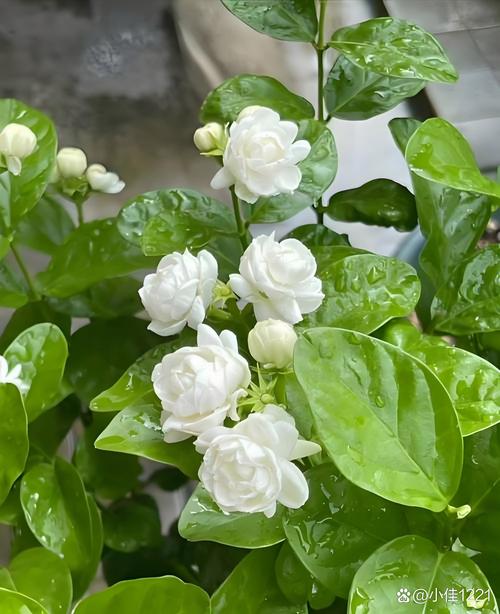 茉莉花的样子，茉莉花图片？茉莉花的样子,茉莉花图片怎么画？-第4张图片-优品飞百科