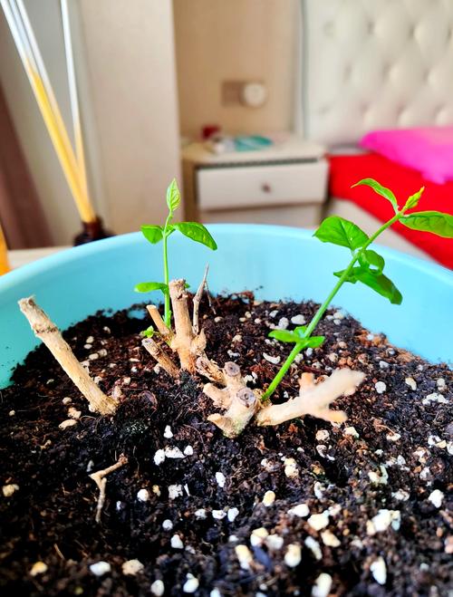 茉莉花的样子，茉莉花图片？茉莉花的样子,茉莉花图片怎么画？-第5张图片-优品飞百科