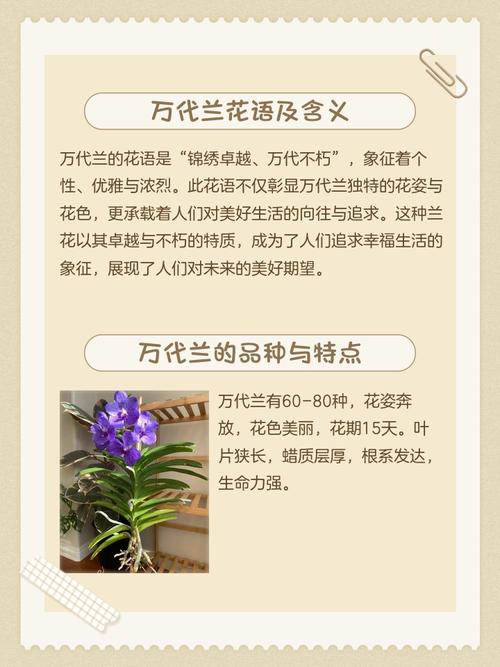 万代兰的花语及含义，万代兰花图片？