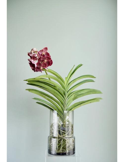 万代兰的花语及含义，万代兰花图片？-第2张图片-优品飞百科