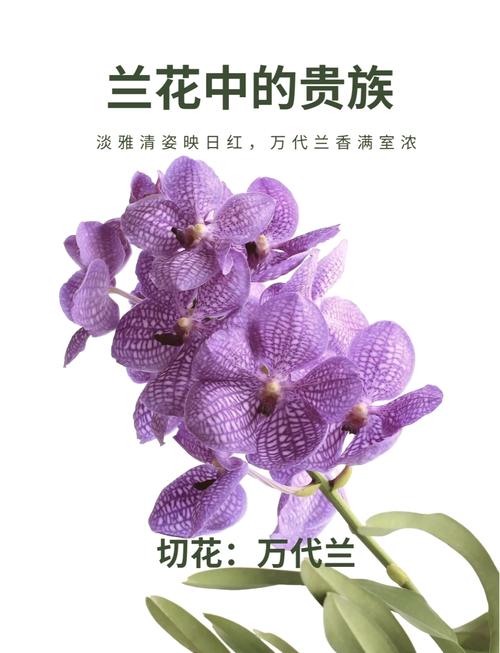 万代兰的花语及含义，万代兰花图片？-第3张图片-优品飞百科