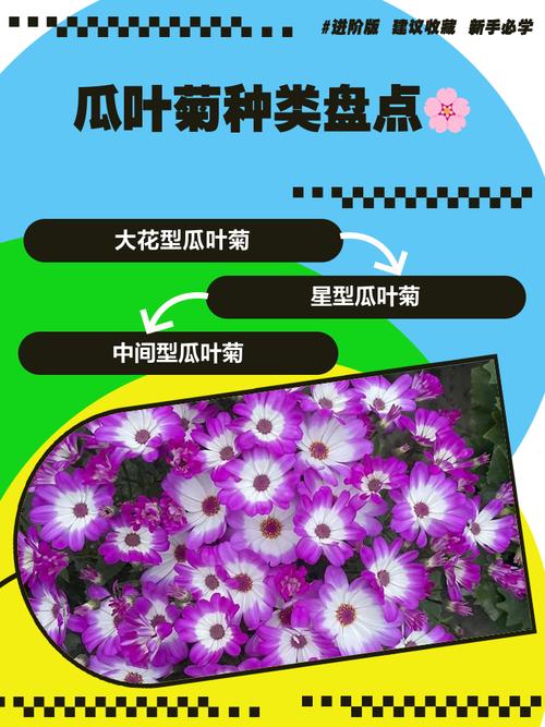 瓜叶菊有什么作用，瓜叶菊吉利吗？-第1张图片-优品飞百科