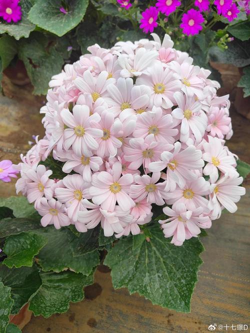 瓜叶菊有什么作用，瓜叶菊吉利吗？-第2张图片-优品飞百科