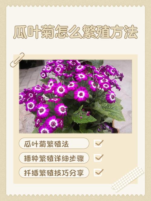 瓜叶菊有什么作用，瓜叶菊吉利吗？-第3张图片-优品飞百科