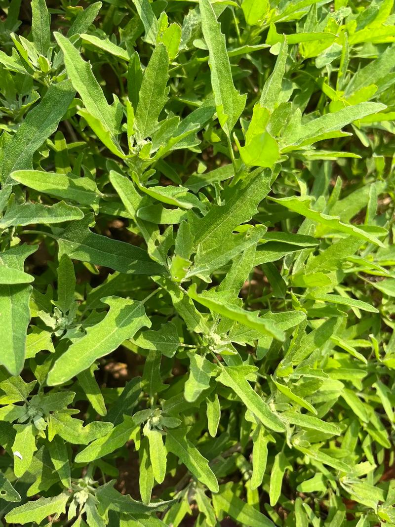 灰菜的功效与作用，灰菜的图片？-第2张图片-优品飞百科