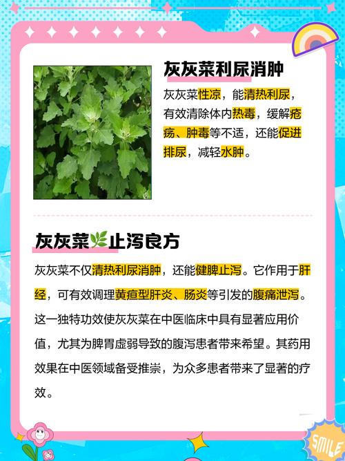 灰菜的功效与作用，灰菜的图片？-第3张图片-优品飞百科