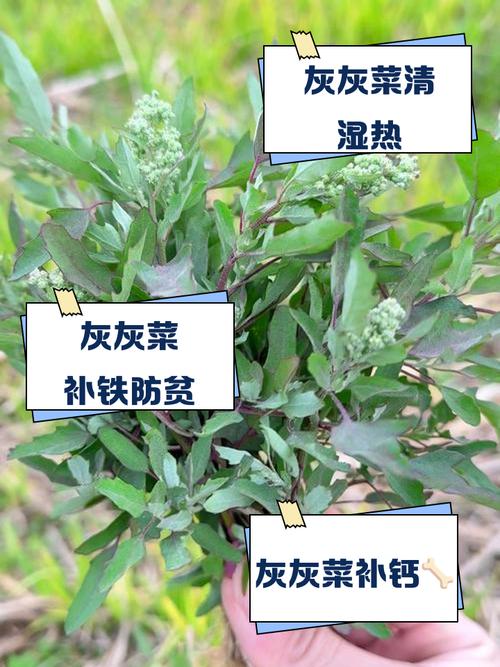 灰菜的功效与作用，灰菜的图片？-第4张图片-优品飞百科