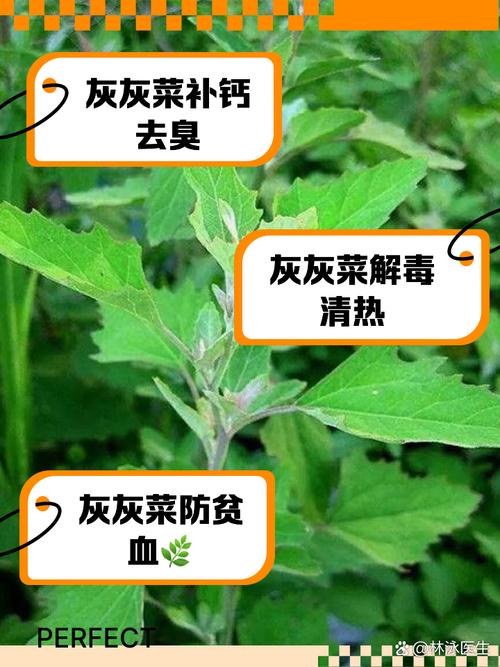 灰菜的功效与作用，灰菜的图片？-第5张图片-优品飞百科