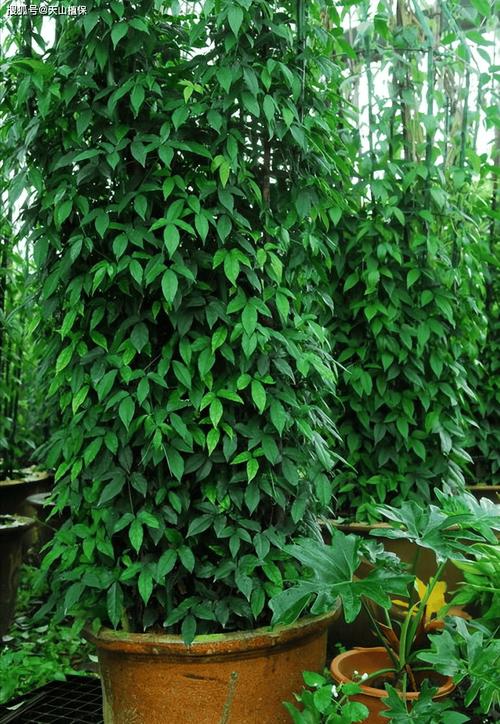 三叶青的养殖方法和注意事项，三叶青的药用对什么病功效？