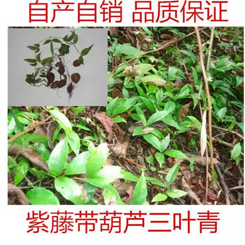 三叶青的养殖方法和注意事项，三叶青的药用对什么病功效？-第2张图片-优品飞百科