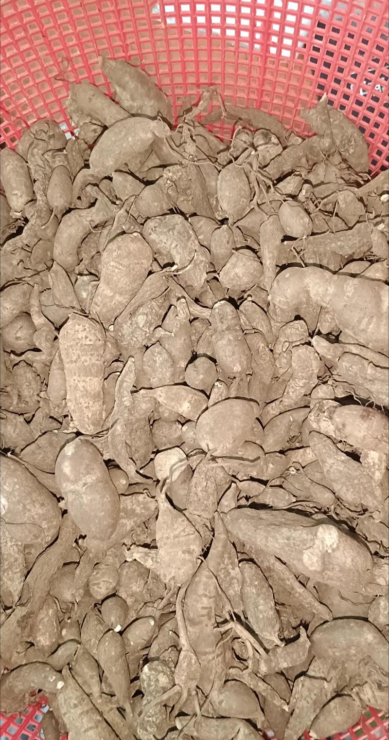 三叶青的养殖方法和注意事项，三叶青的药用对什么病功效？-第3张图片-优品飞百科