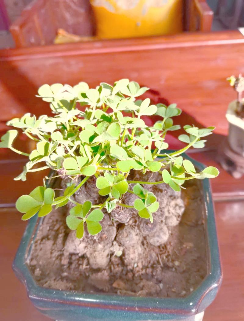 三叶青的养殖方法和注意事项，三叶青的药用对什么病功效？-第6张图片-优品飞百科