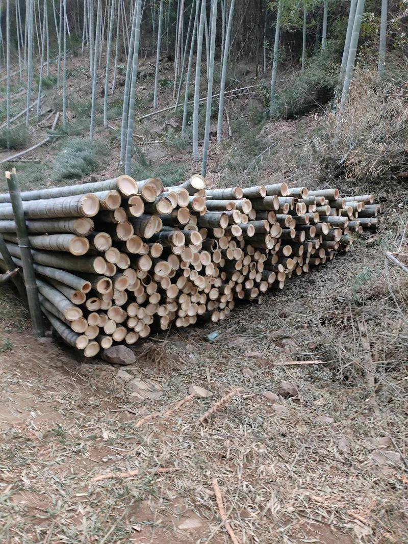 三叶青的养殖方法和注意事项，三叶青的药用对什么病功效？-第7张图片-优品飞百科