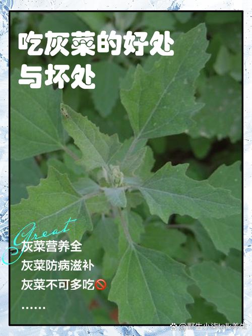 灰灰菜怎么吃，灰灰菜的毒性与危害？-第1张图片-优品飞百科