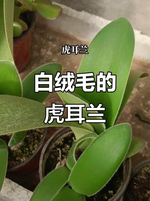 虎耳兰的功效及作用？虎耳兰的功效及作用禁忌？-第1张图片-优品飞百科
