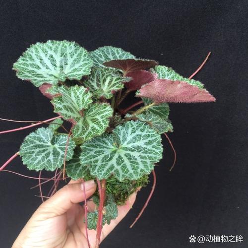 虎耳兰的功效及作用？虎耳兰的功效及作用禁忌？-第2张图片-优品飞百科