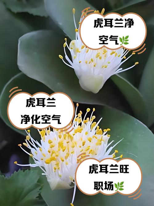 虎耳兰的功效及作用？虎耳兰的功效及作用禁忌？-第3张图片-优品飞百科