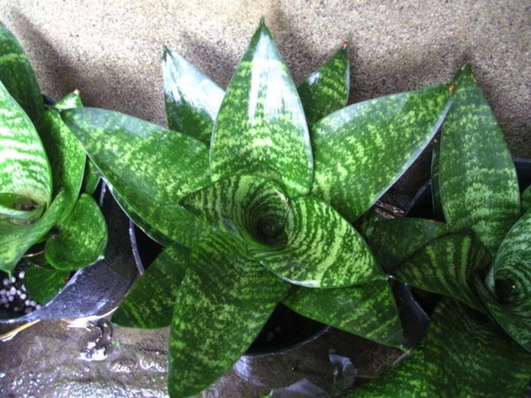 虎耳兰的功效及作用？虎耳兰的功效及作用禁忌？-第4张图片-优品飞百科